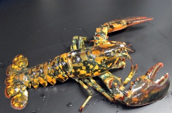 Photo:  calico lobster